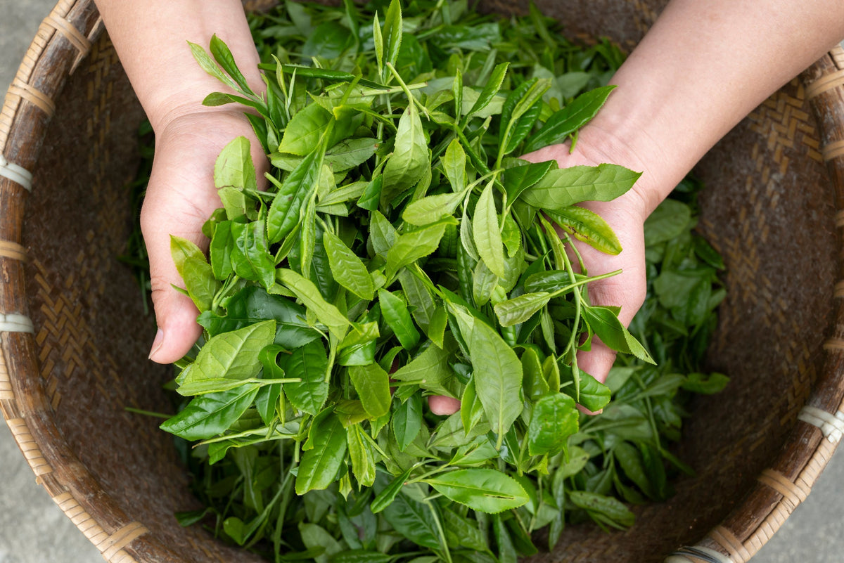 Reach Tea Finding the Right Tea for You