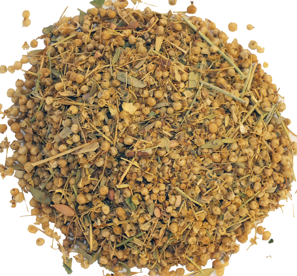 DODDER AKASBIL CUSCUTA